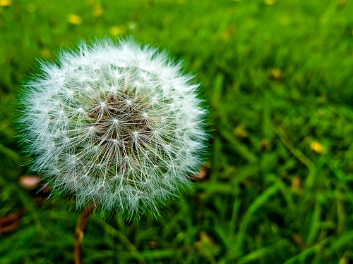 Dandelion